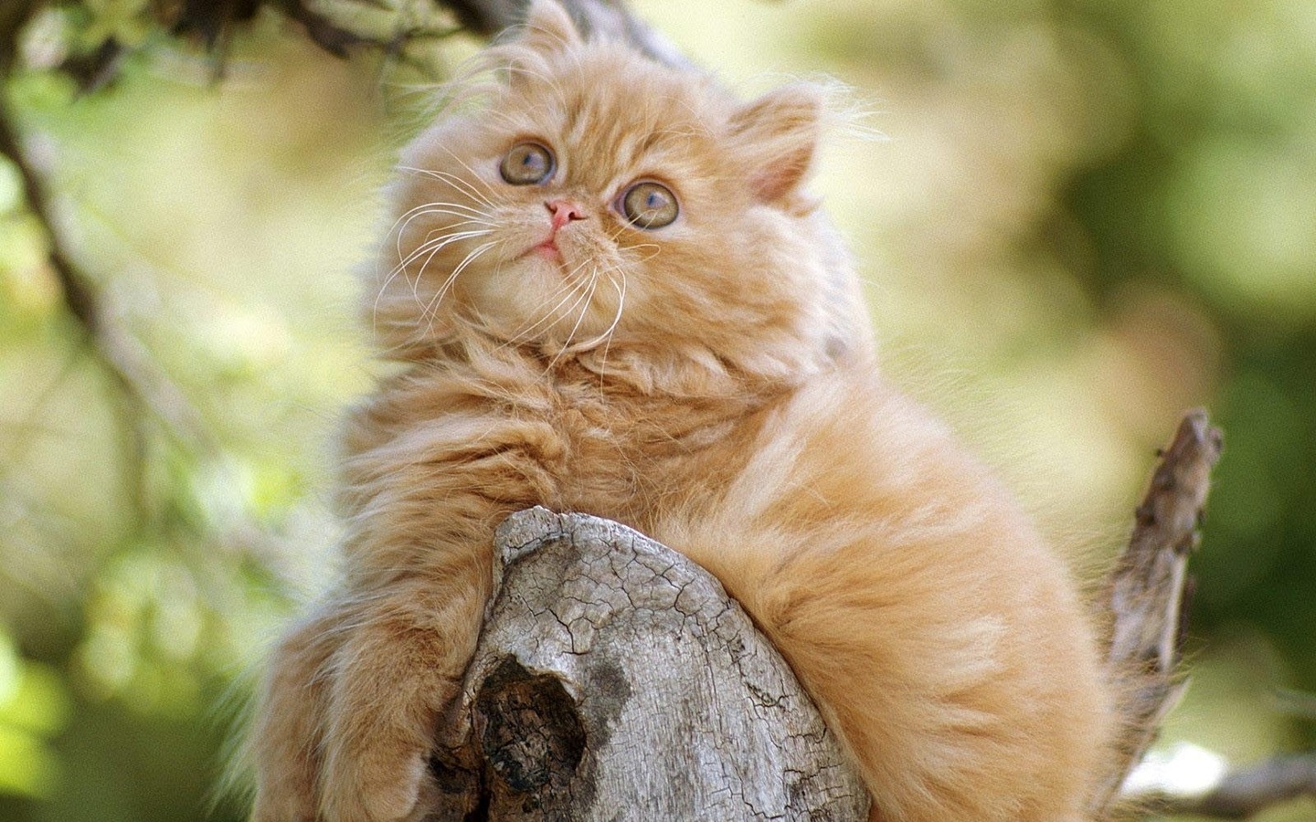 Cute Persian Kitten for 1440 x 900 widescreen resolution