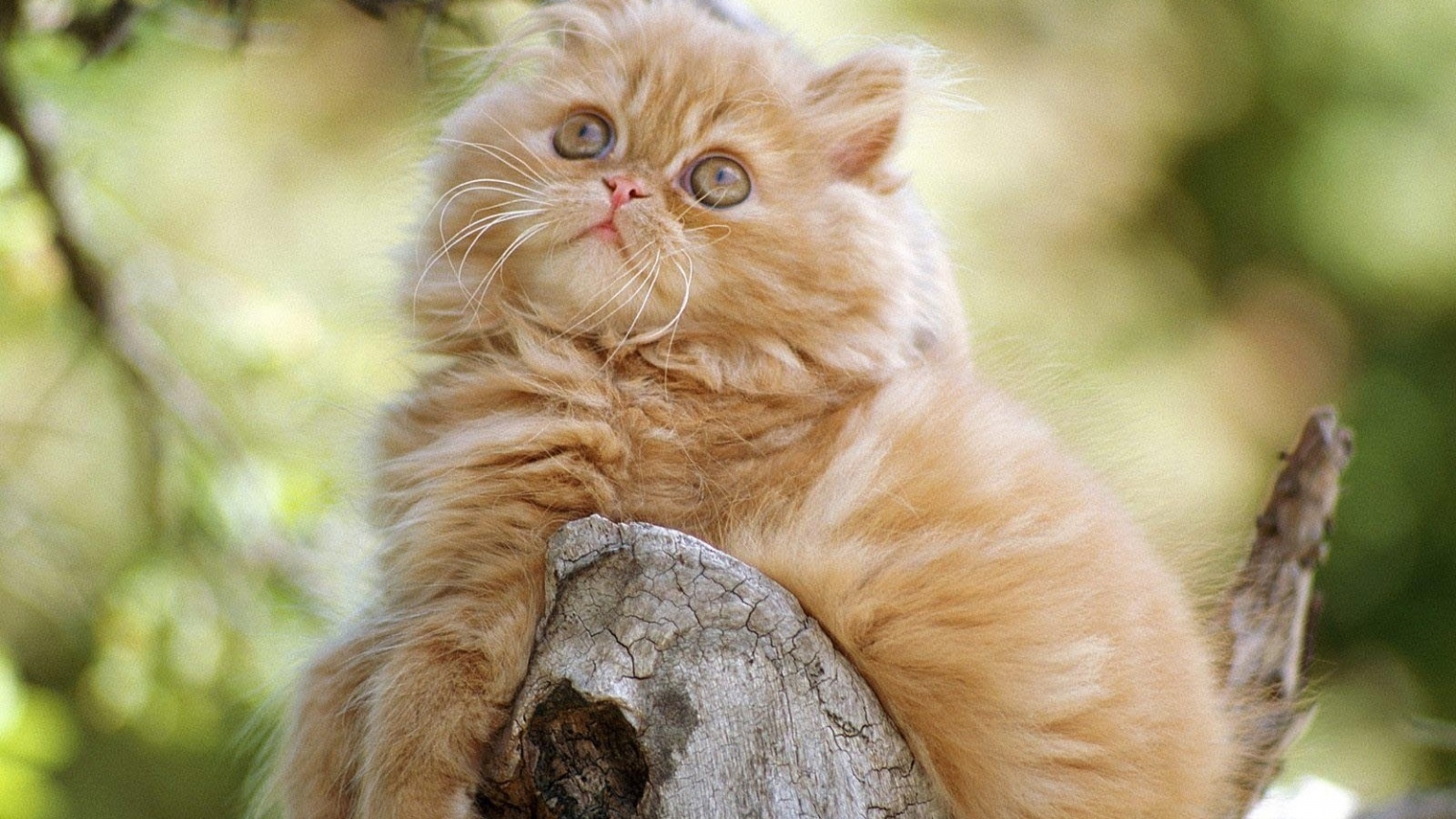Cute Persian Kitten for 1536 x 864 HDTV resolution