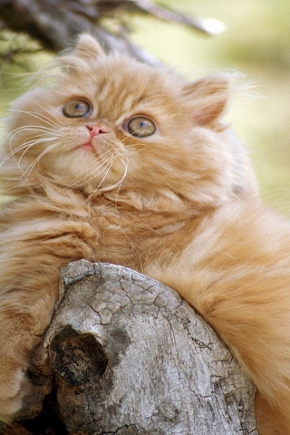 Cute Persian Kitten for 320 x 480 iPhone resolution