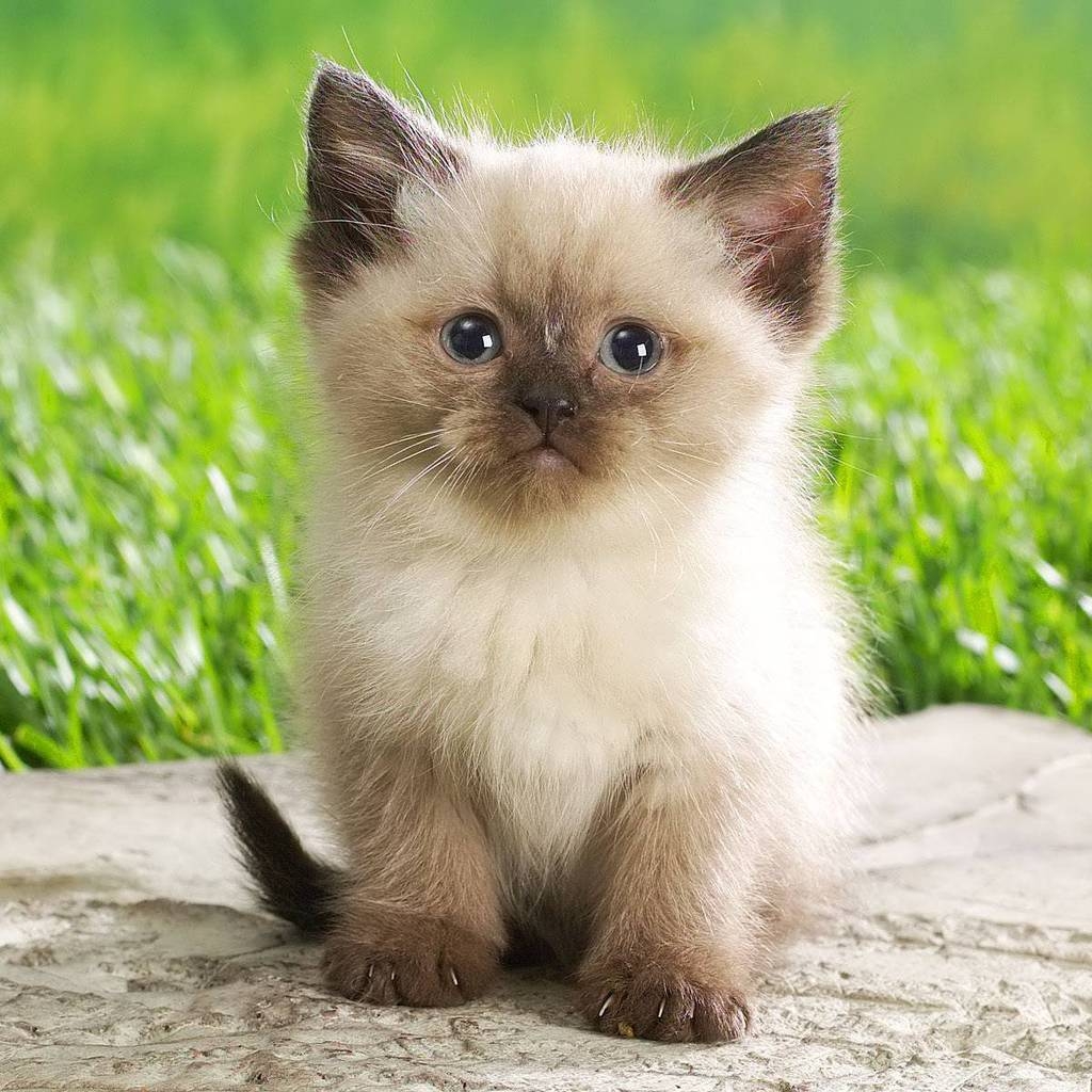 Cute Persian Kitty for 1024 x 1024 iPad resolution