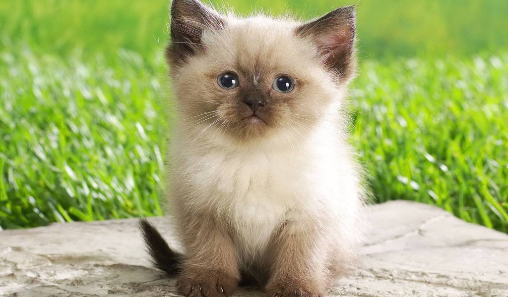 Cute Persian Kitty for 1024 x 600 widescreen resolution