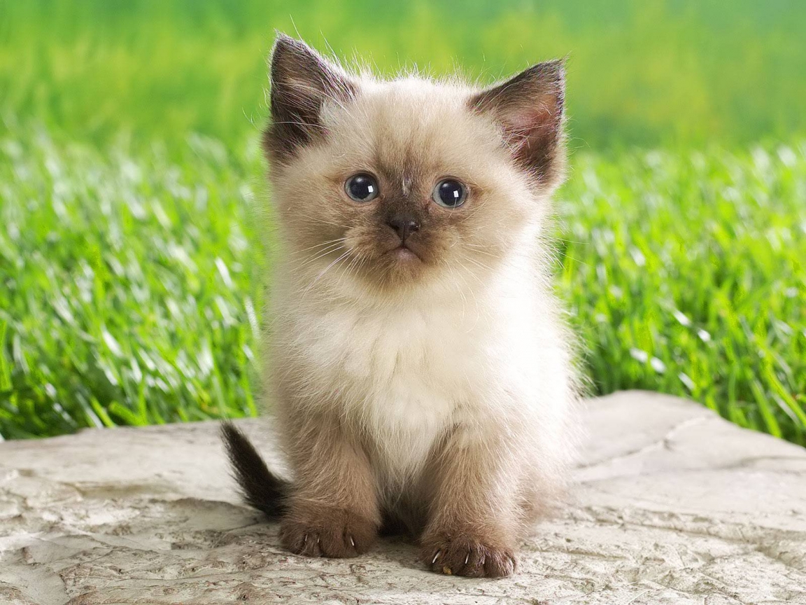 Cute Persian Kitty for 1152 x 864 resolution
