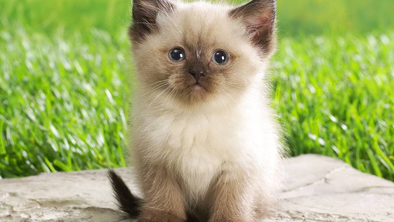 Cute Persian Kitty for 1280 x 720 HDTV 720p resolution
