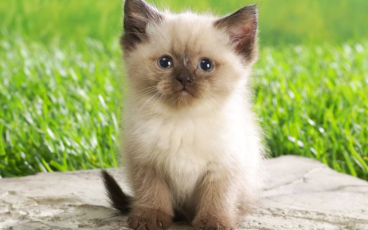 Cute Persian Kitty for 1280 x 800 widescreen resolution