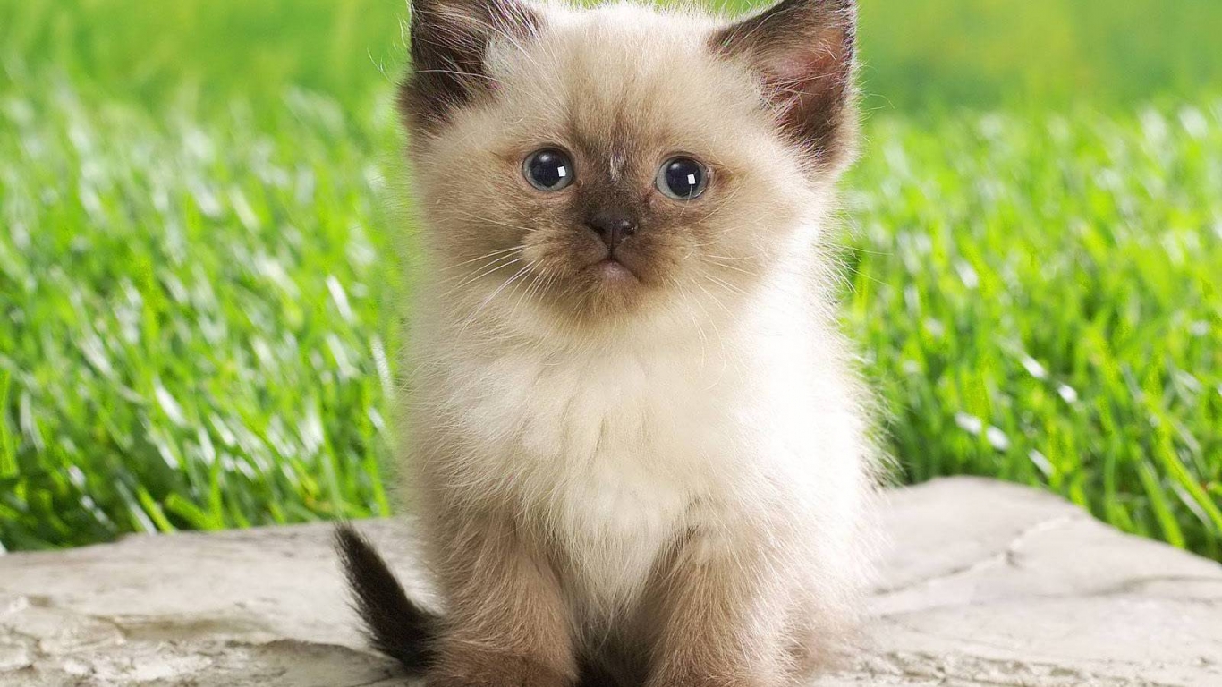 Cute Persian Kitty for 1366 x 768 HDTV resolution