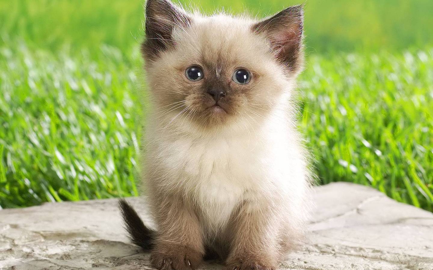 Cute Persian Kitty for 1440 x 900 widescreen resolution