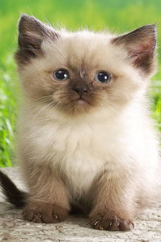 Cute Persian Kitty for 320 x 480 iPhone resolution