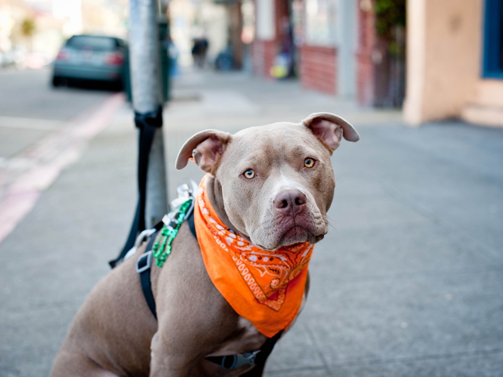 Cute Pitbull Dog for 1024 x 768 resolution