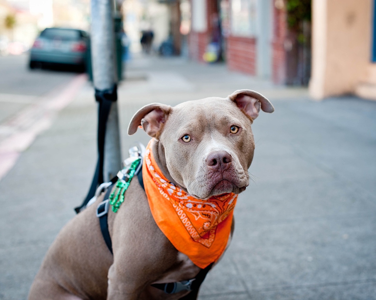 Cute Pitbull Dog for 1280 x 1024 resolution