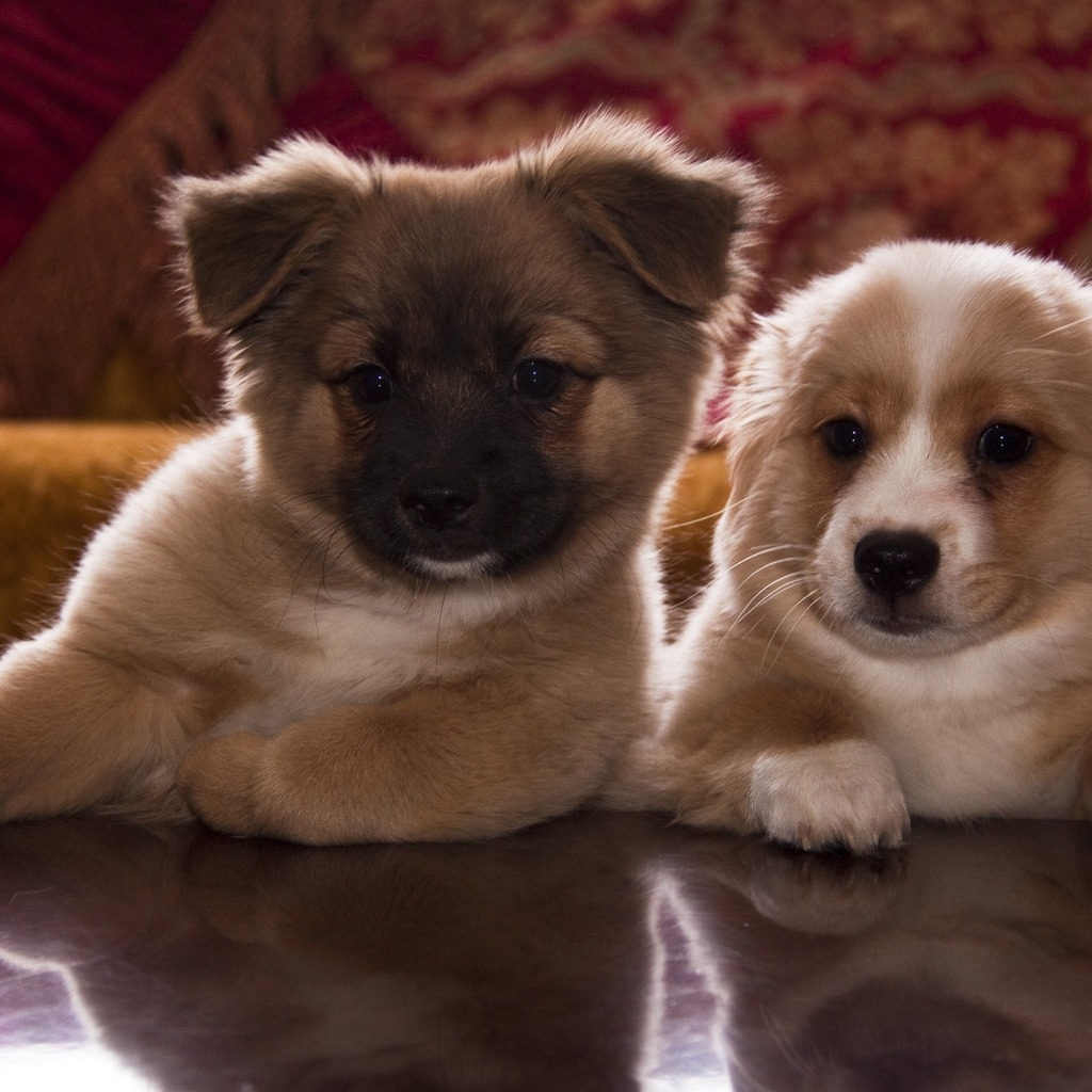 Cute Puppies for 1024 x 1024 iPad resolution