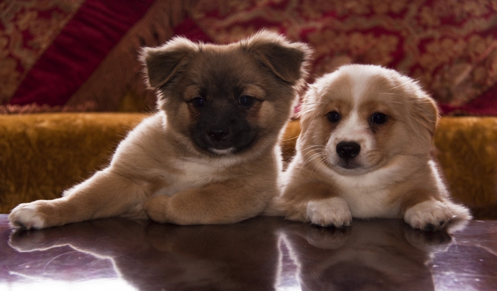 Cute Puppies for 1024 x 600 widescreen resolution