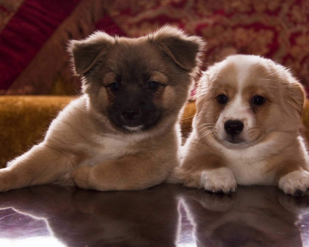 Cute Puppies for 1280 x 1024 resolution