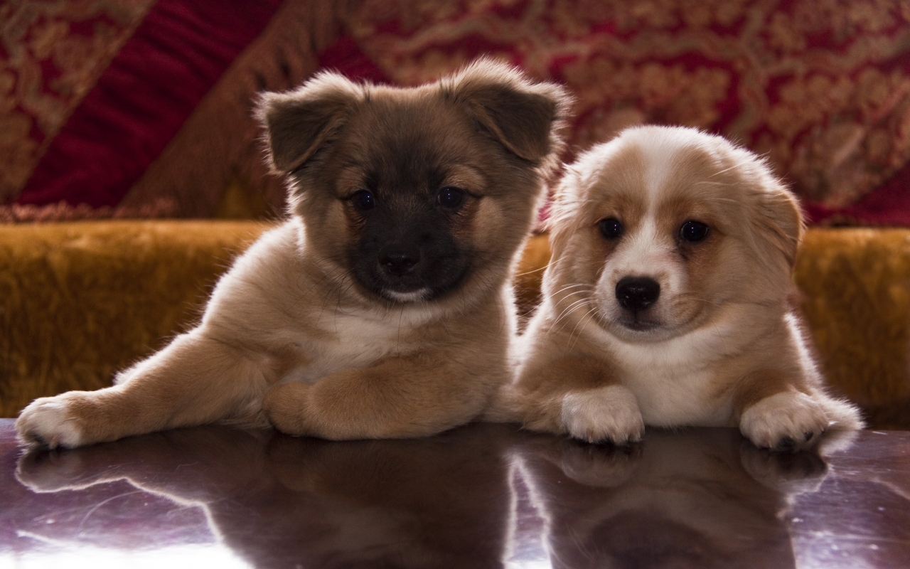 Cute Puppies for 1280 x 800 widescreen resolution