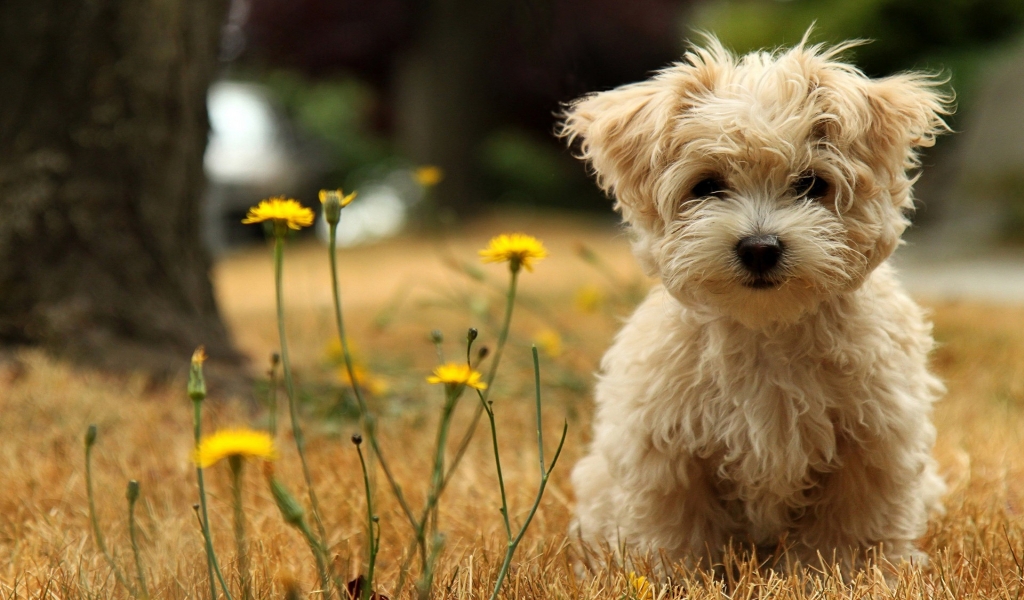 Cute Puppy for 1024 x 600 widescreen resolution