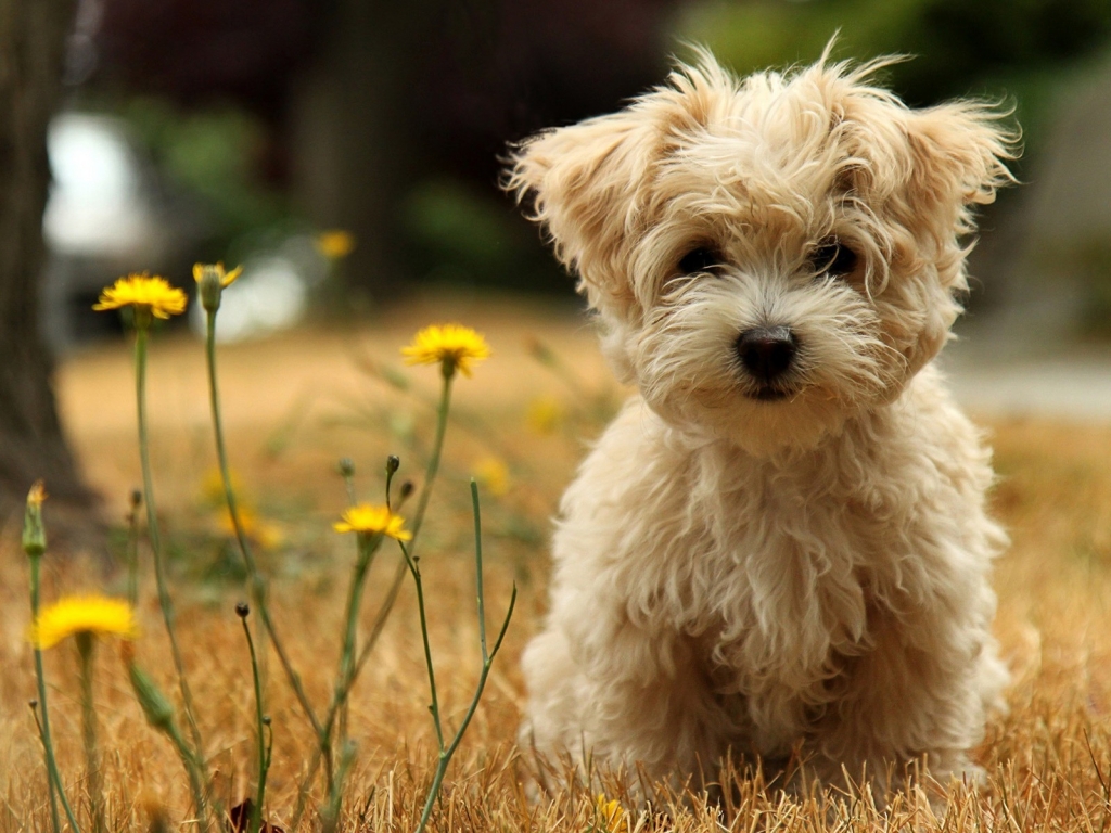 Cute Puppy for 1024 x 768 resolution