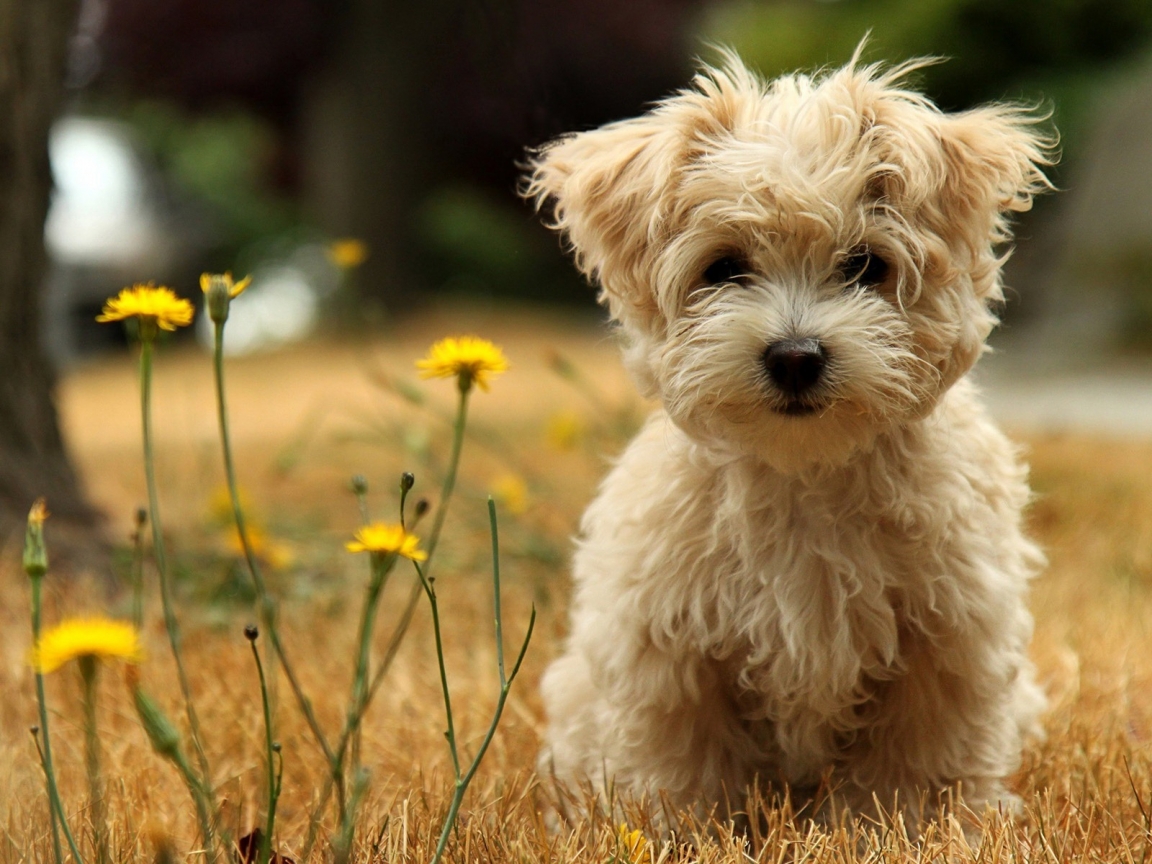 Cute Puppy for 1152 x 864 resolution