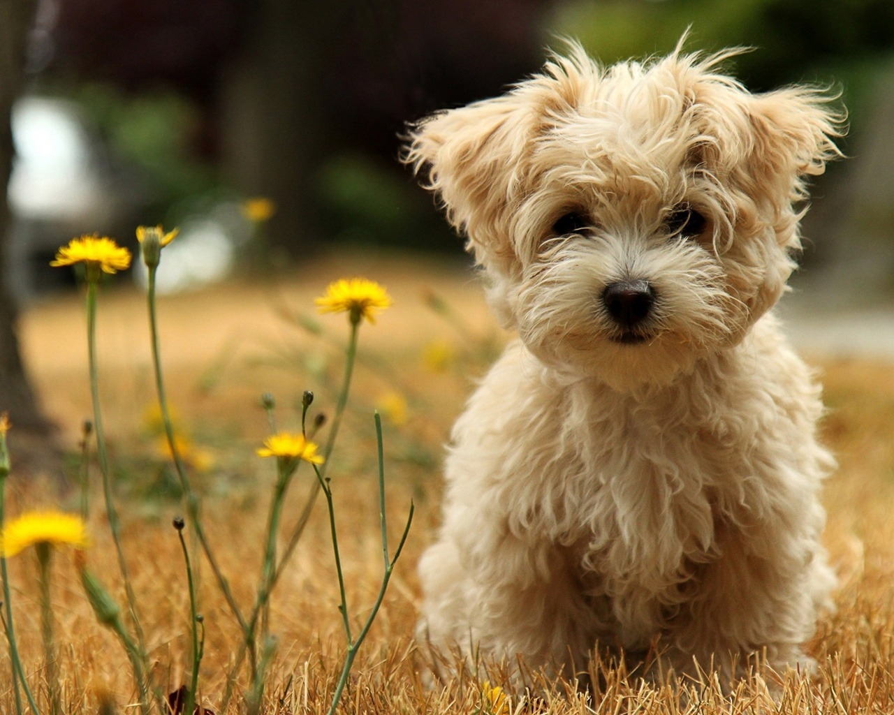Cute Puppy for 1280 x 1024 resolution