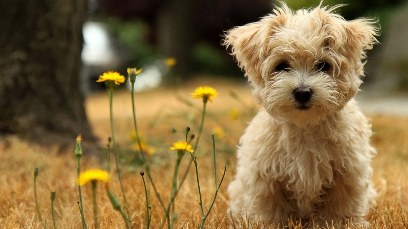 Cute Puppy for 1366 x 768 HDTV resolution