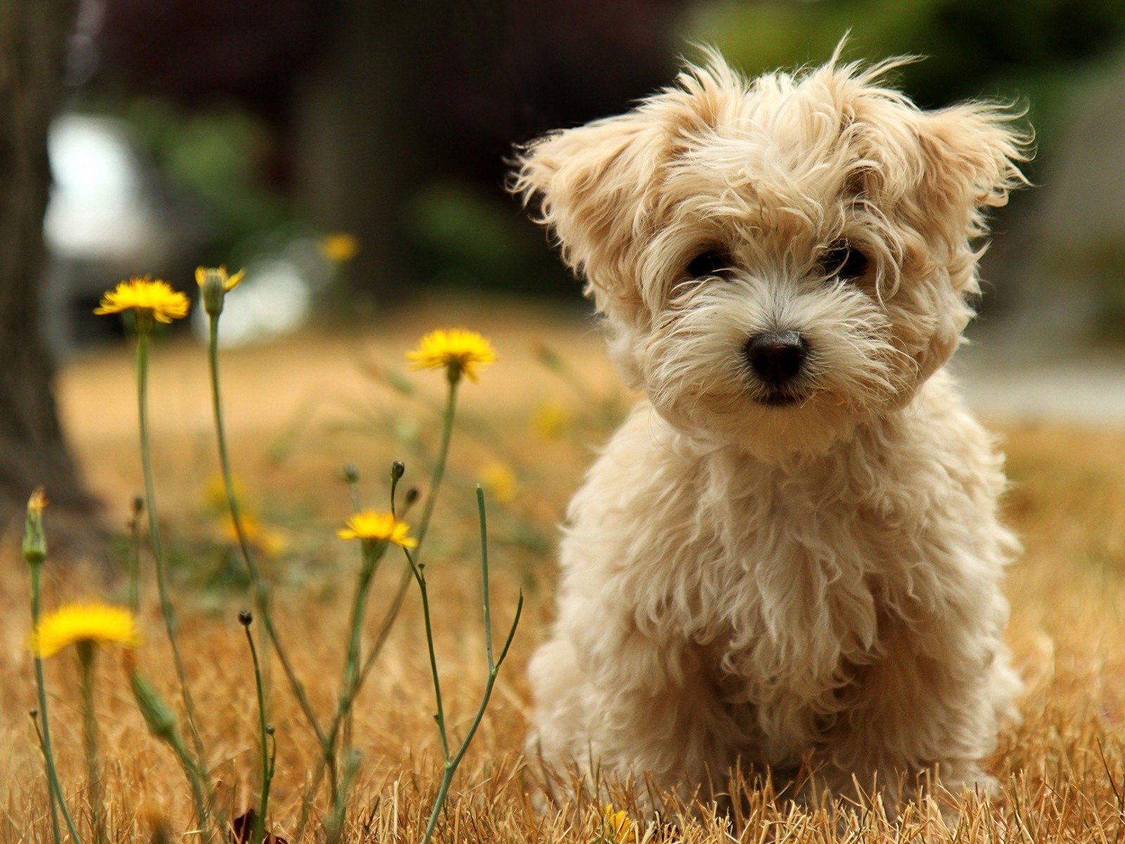 Cute Puppy for 1600 x 1200 resolution