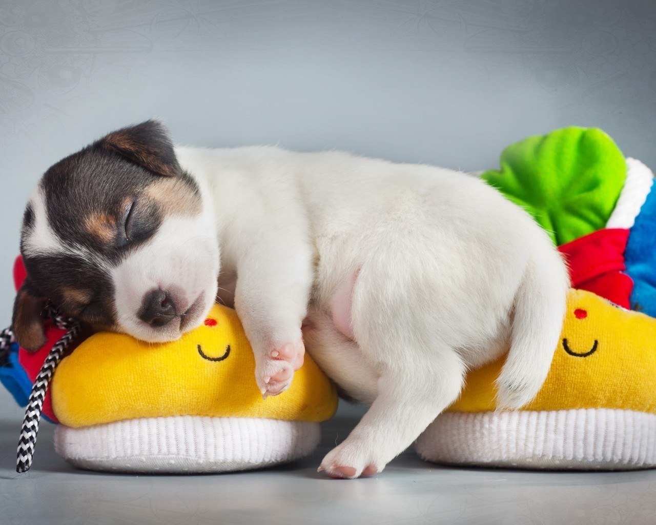 Cute Puppy Sleeping for 1280 x 1024 resolution