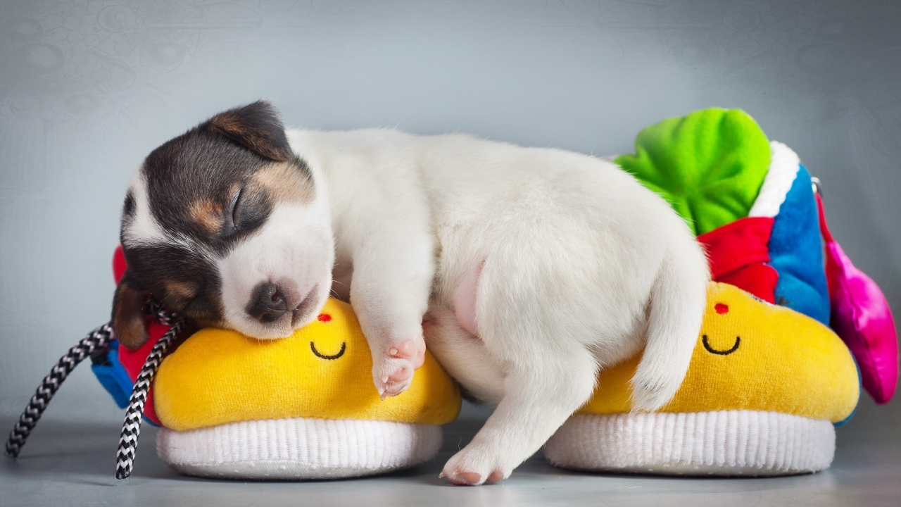 Cute Puppy Sleeping for 1280 x 720 HDTV 720p resolution