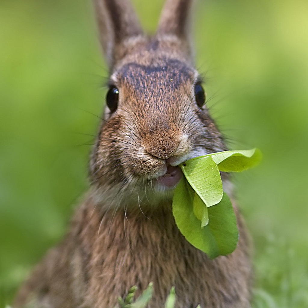 Cute Rabbit for 1024 x 1024 iPad resolution