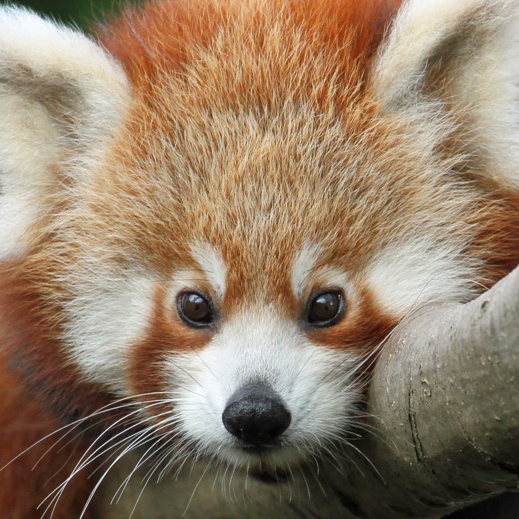 Cute Red Panda for 1024 x 1024 iPad resolution