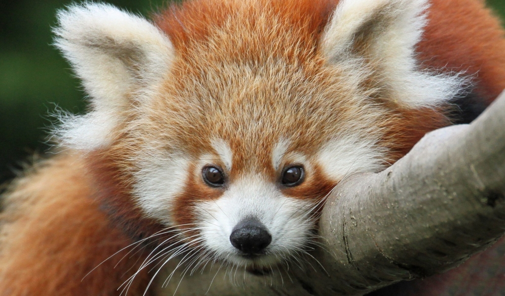 Cute Red Panda for 1024 x 600 widescreen resolution
