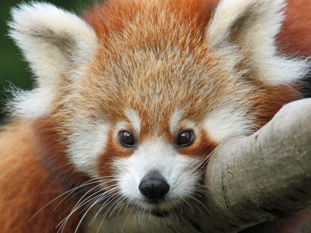 Cute Red Panda for 1024 x 768 resolution