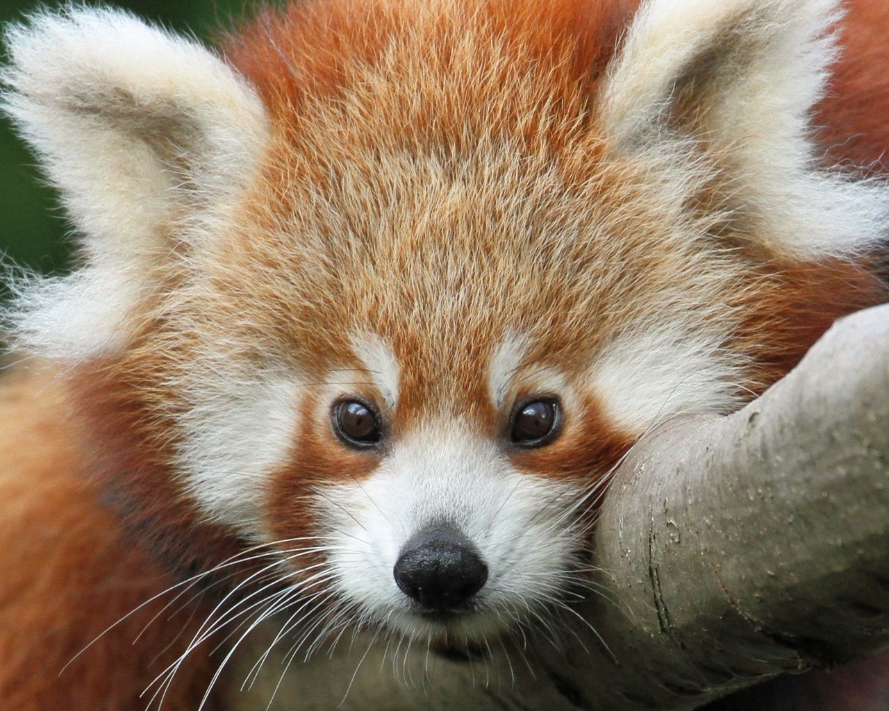 Cute Red Panda for 1280 x 1024 resolution