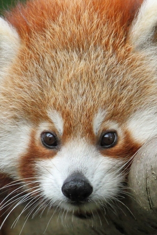 Cute Red Panda for 320 x 480 iPhone resolution