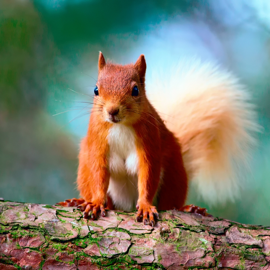 Cute Red Squirrel for 1024 x 1024 iPad resolution