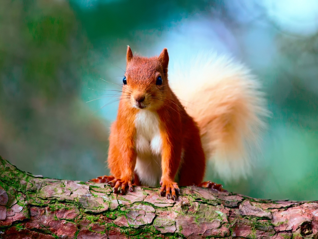 Cute Red Squirrel for 1024 x 768 resolution