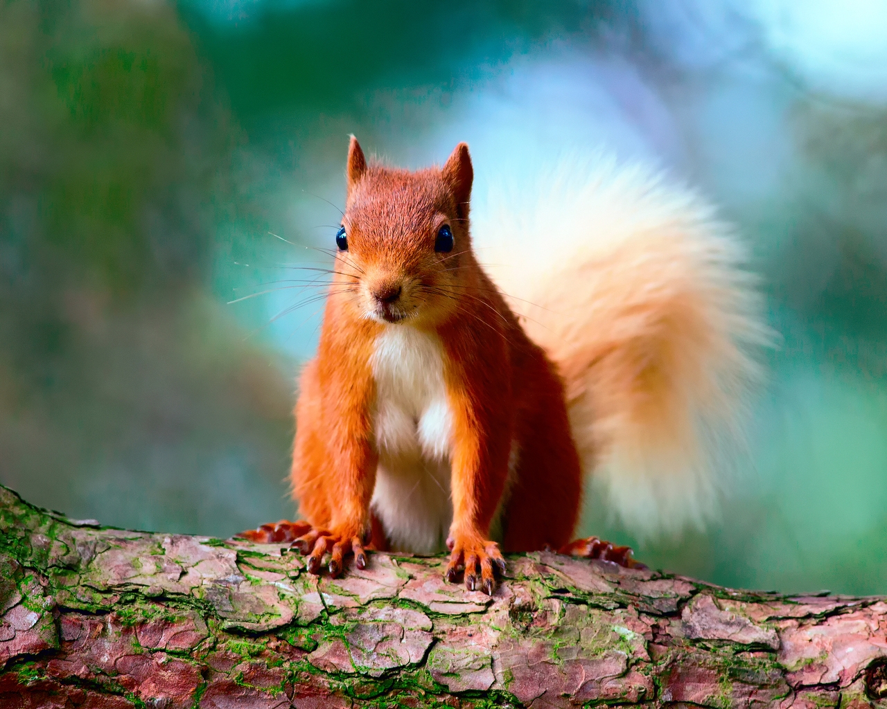 Cute Red Squirrel for 1280 x 1024 resolution
