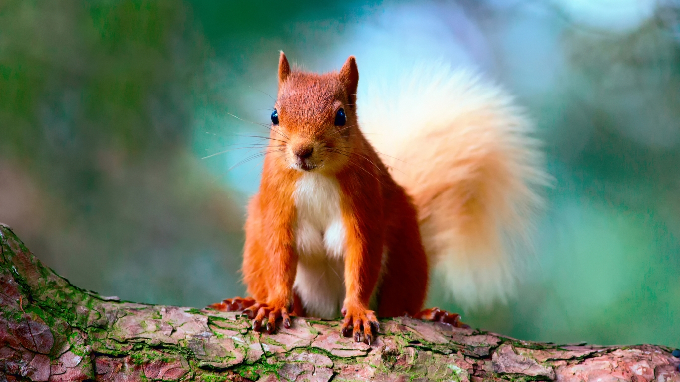 Cute Red Squirrel for 1366 x 768 HDTV resolution