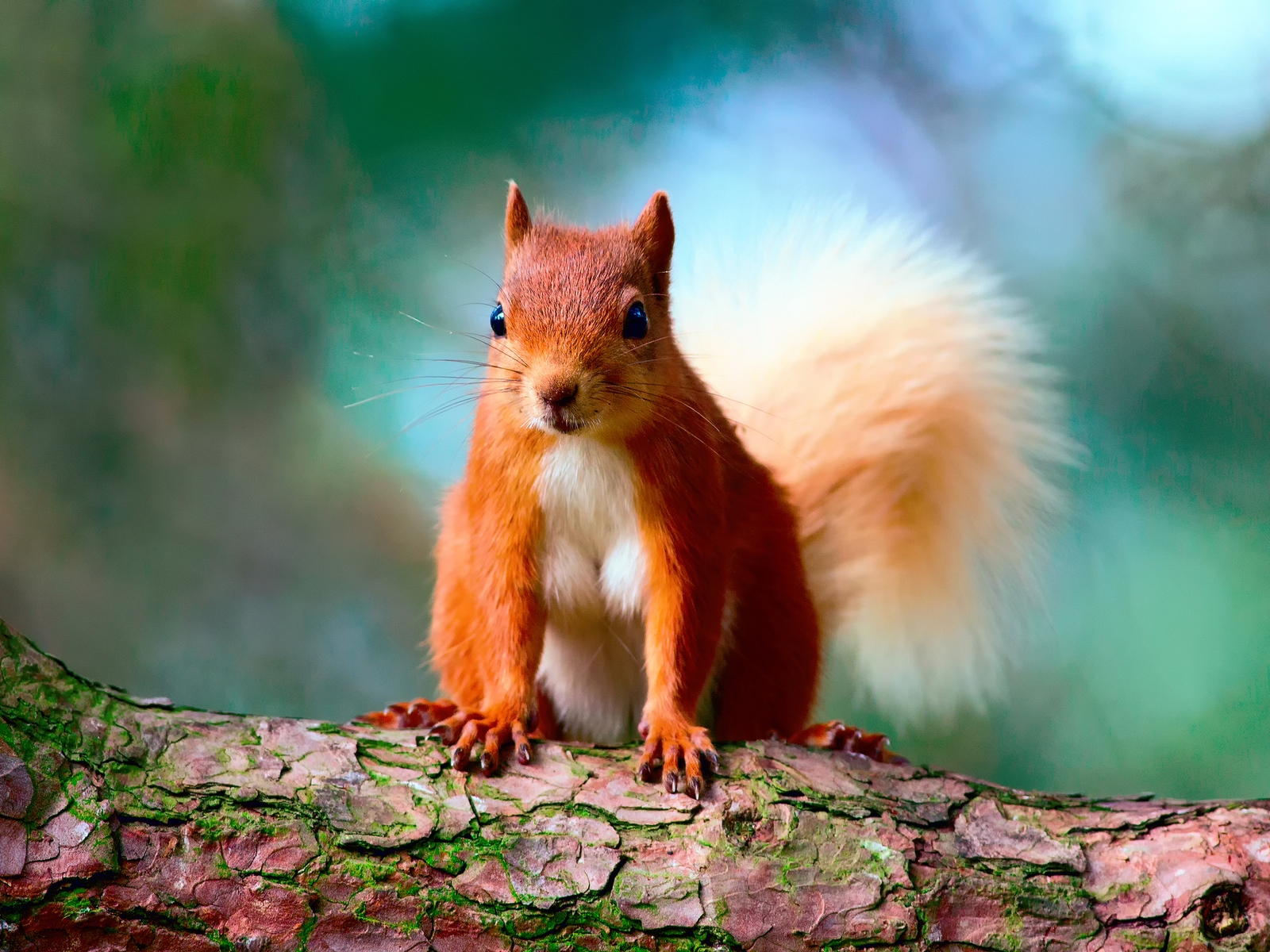 Cute Red Squirrel for 1600 x 1200 resolution