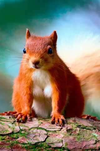 Cute Red Squirrel for 320 x 480 iPhone resolution