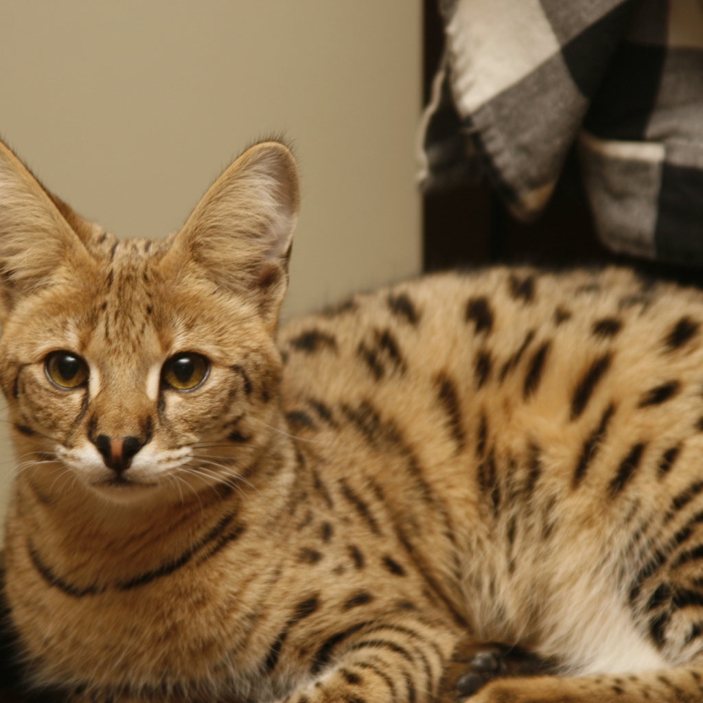 Cute Savannah Cat for 1024 x 1024 iPad resolution