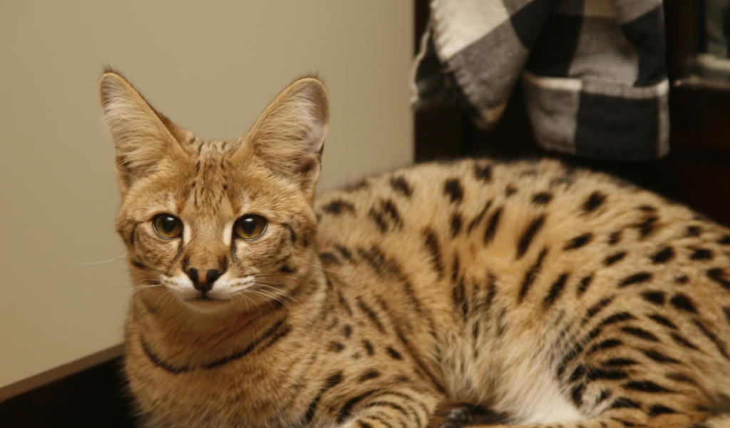 Cute Savannah Cat for 1024 x 600 widescreen resolution