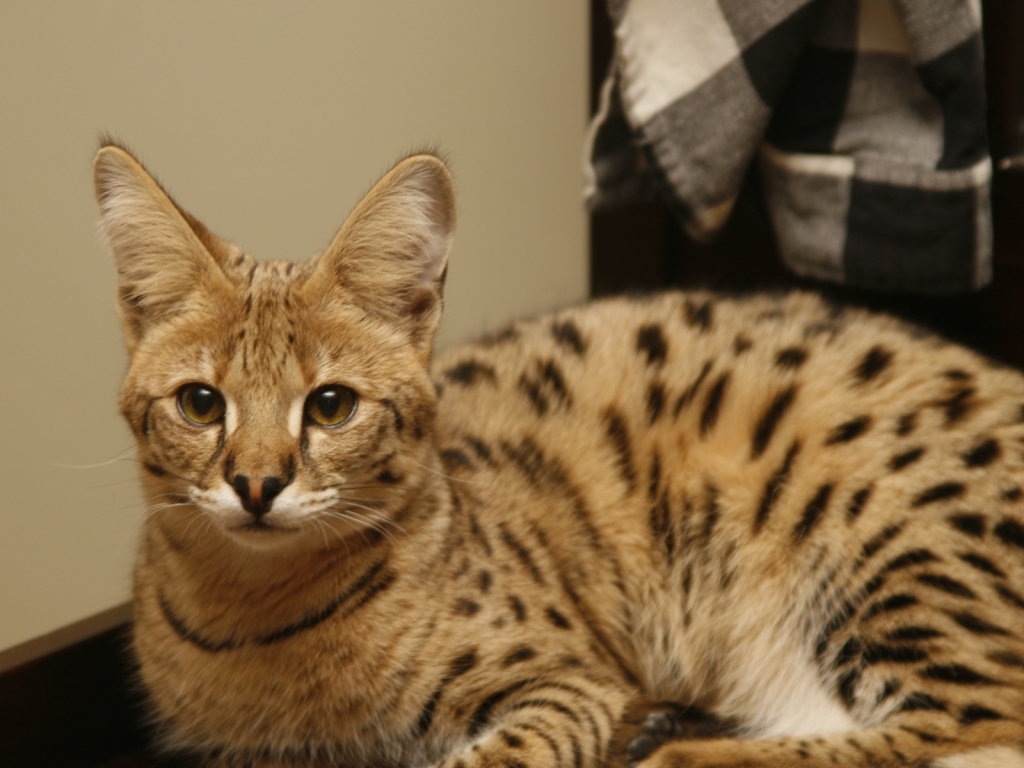 Cute Savannah Cat for 1024 x 768 resolution