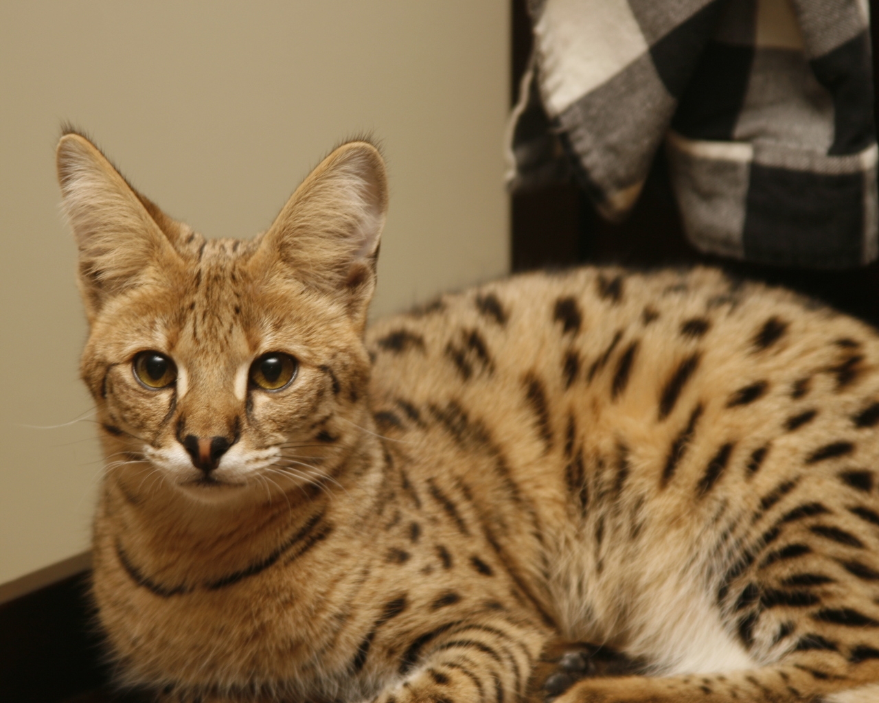 Cute Savannah Cat for 1280 x 1024 resolution