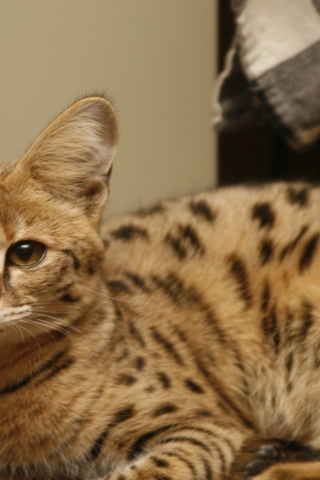 Cute Savannah Cat for 320 x 480 iPhone resolution