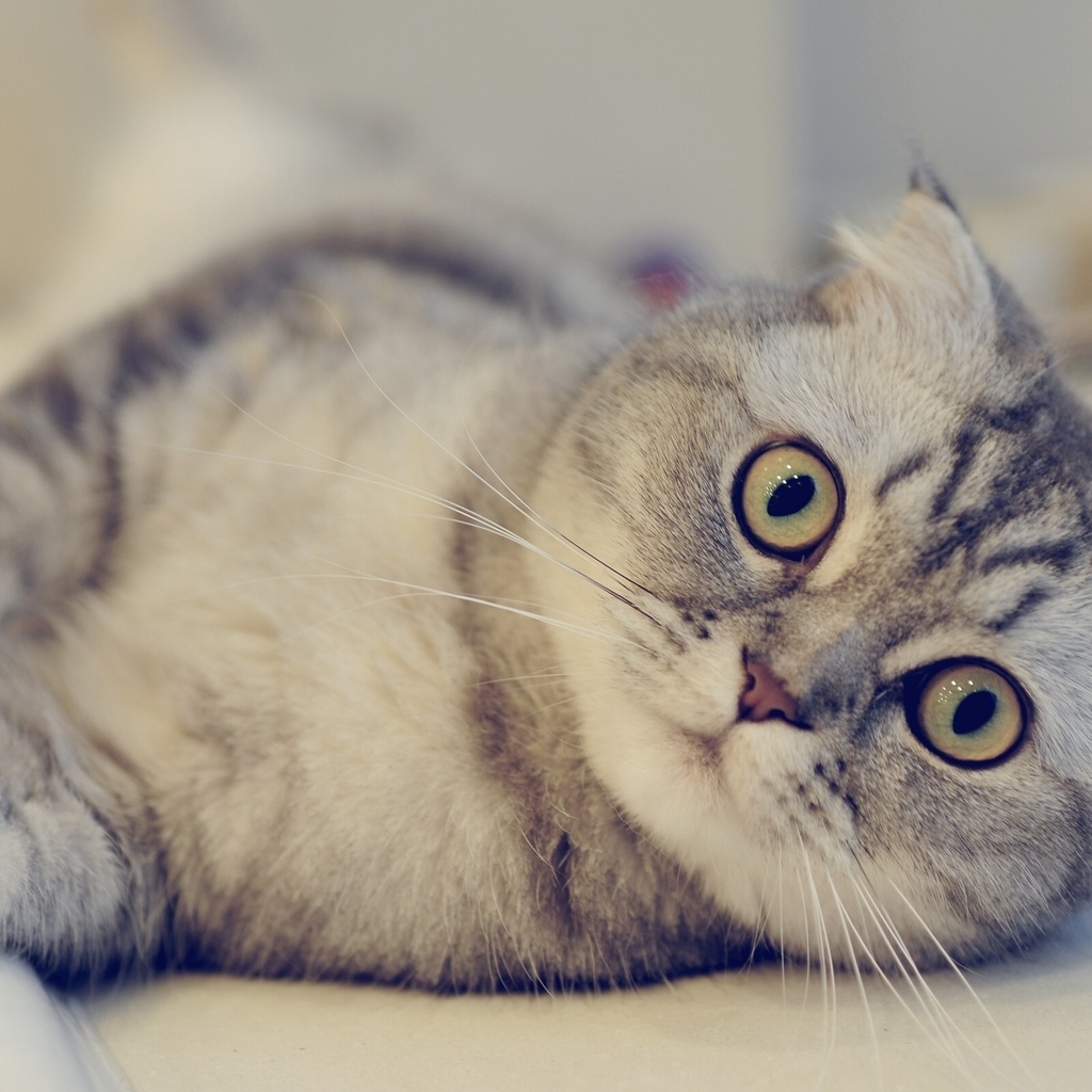 Cute Scottish Fold Cat  for 1024 x 1024 iPad resolution