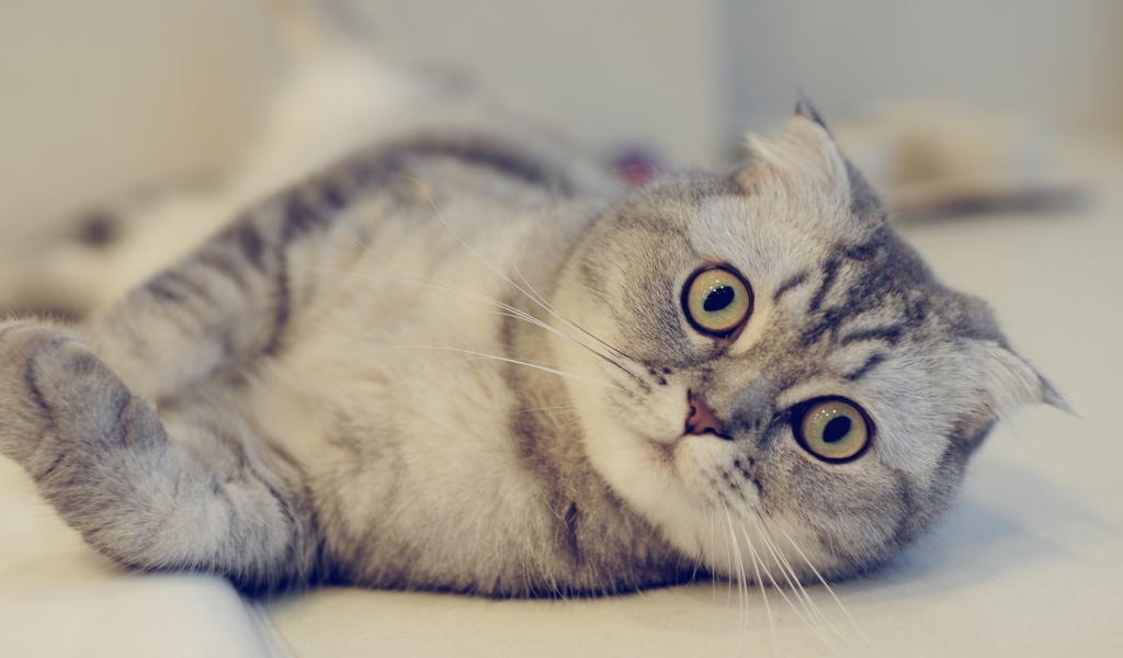 Cute Scottish Fold Cat  for 1024 x 600 widescreen resolution