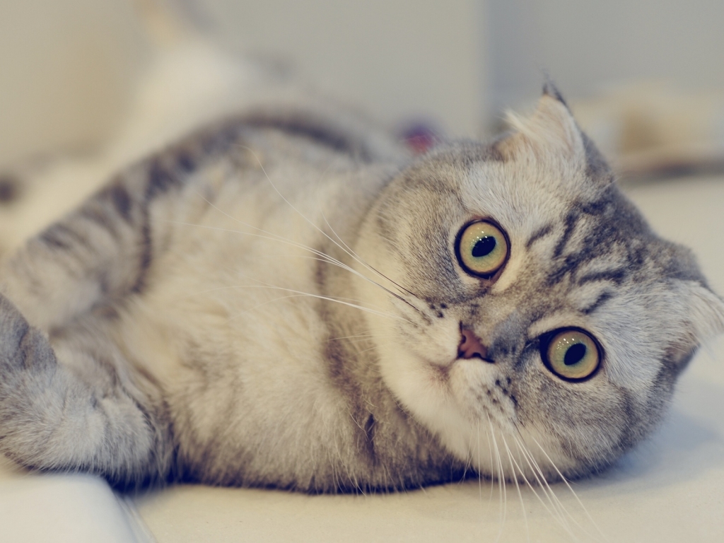 Cute Scottish Fold Cat  for 1024 x 768 resolution