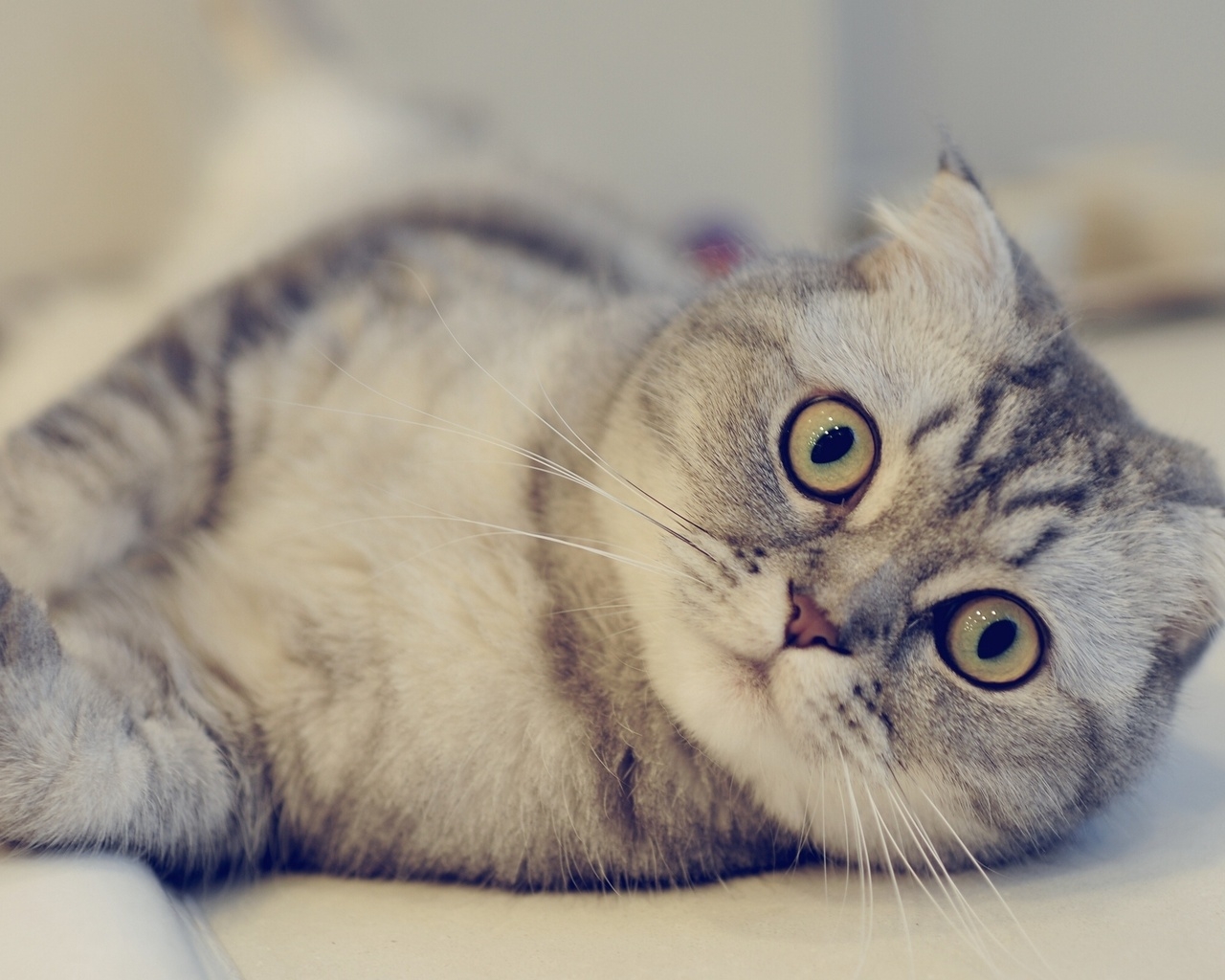 Cute Scottish Fold Cat  for 1280 x 1024 resolution