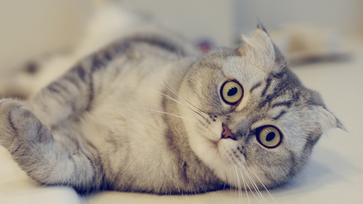 Cute Scottish Fold Cat  for 1536 x 864 HDTV resolution