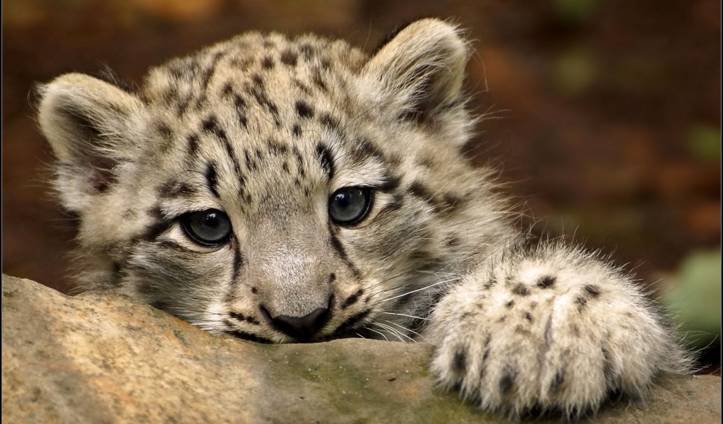 Cute Snow Leopard for 1024 x 600 widescreen resolution