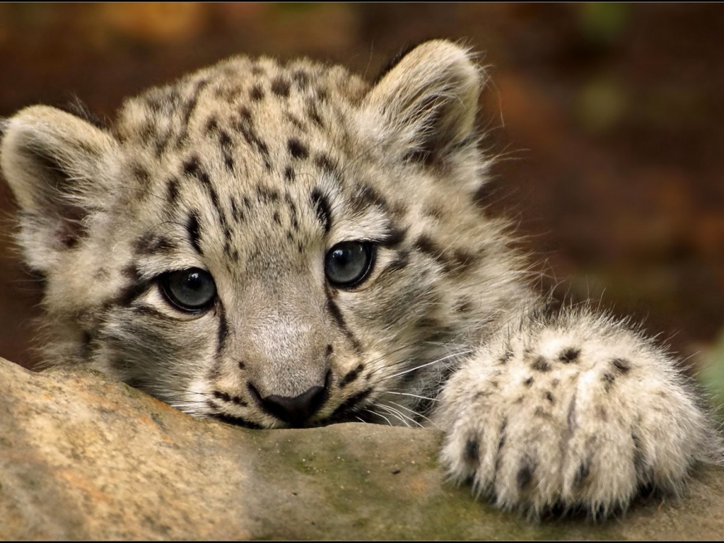 Cute Snow Leopard for 1024 x 768 resolution