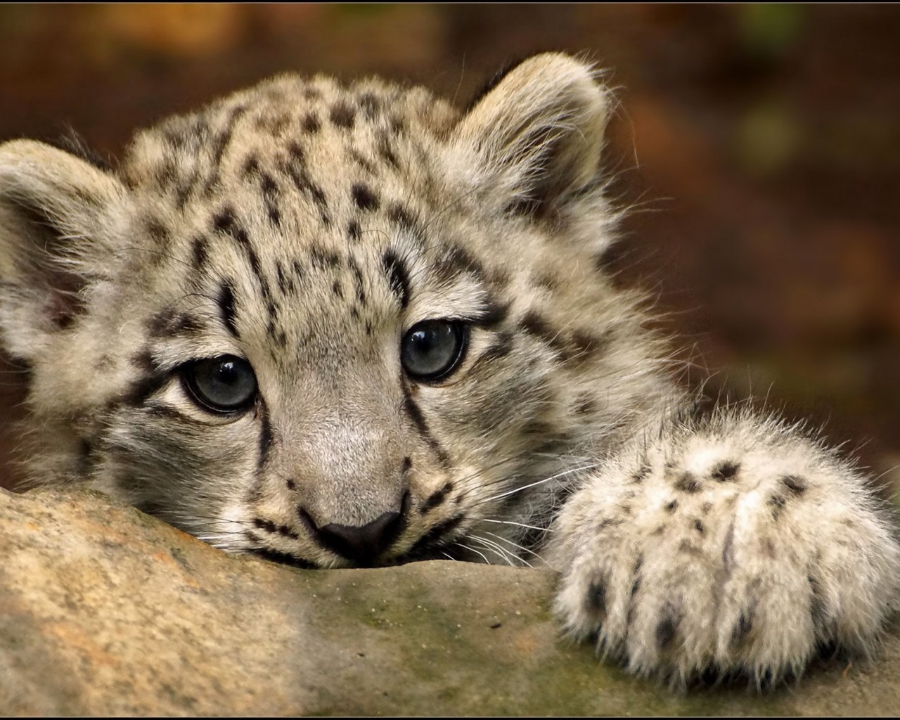 Cute Snow Leopard for 1280 x 1024 resolution
